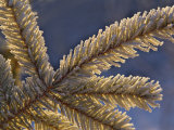 Backlit Frost on Fir Tree, Homer, Alaska