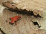 Strawberry Poison Dart Frog, Dendrobates Pumilio