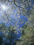 Buy Skyward View of the Flowering Dogwood in the Spring, Cornus Florida, Eastern North America at AllPosters.com