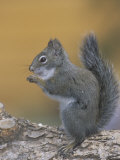 Pine Squirrel Eating (Tamiasciurus Hudsonicus), Colorado, USA