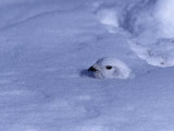 White-Tailed Ptarmigan, Lagopus Leucurus, in Winter Plumage Almost Buried by Snow, North America