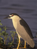 Black-Crowned Night Heron, Nycticorax Nycticorax, North America
