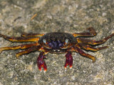 Rock or Grapsid Crabs (Grapsus) Live on Rocky Shores and in Nearby Shallow Water, Fiji