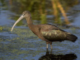 Glossy Ibis, Plegadis Falcinellus, Florida, USA