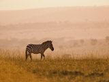 Burchell's Zebra (Equus Burchelli), Masai Mara Game Reserve, Kenya