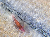 Buy Commensal Shrimp (Periclimenes Soror) on a Seastar, Malaysia at AllPosters.com