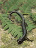 Valley and Ridge Salamander (Plethodon Hoffmani), Eastern North America