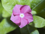 Rosy Periwinkle (Catharanthus Roseus), the Source of an Anti-Cacer Drug
