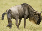 A Wildebeest or Gnu Giving Birth on the Savanna, Connochaetes Taurinus, East Africa