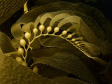 Giant Kelp Frond Showing Pneumatocysts (Macrocystis Pyrifera), California, USA