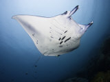 Manta Ray (Manta Birostris) at a Cleaning Station, Yap, Micronesia