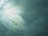 Lobate Comb Jelly, Bolinopsis Infundibulum, Yemperate Atlantic and Pacific Oceans