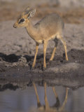 Damara Dik-Dik Alert at a Waterhole, Madoqua Kirkii, Etosha, Namibia, Africa