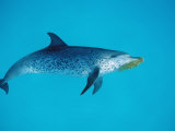 Atlantic Spotted Dolphin, Stenella Frontalis, Bahamas, Atlantic Ocean