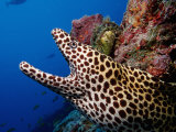 Black-Spotted Moray Gymnothorax Melanospilos Indian Ocean
