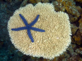This Blue Starfish (Linckia Laevigata) Is Pictured on a Hard Plate Coral. Fiji