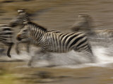 Burchell's Zebras (Equus Burchelli) Running across Mara River, Masai Mara Game Reserve, Kenya