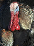 Wild Turkey (Meleagris Gallopavo)