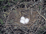 Greater Roadrunner Eggs in the Nest, Geococcyx Californianus, Western USA