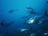 Pacific Bluefin Tuna (Thunnus Thynnus) Schooling, Ensenada, Baja California, Mexico