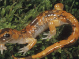 Sierra Nevada Salamander, Ensatina Eschscholtzii Platensis, California, USA