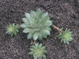 Vegetative or Asexual Reproduction by a Hens-And-Chicks Plant (Sempervivum)