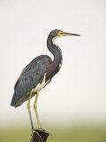 Tricolored Heron (Egretta Tricolor), Southern USA