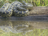 Yellow Anaconda (Eunectes Notaeus), Northern Argentina