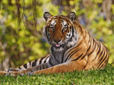 Buy Bengal Tiger Sitting, Panthera Tigris, Asia at AllPosters.com