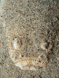 Marbled Stargazer (Uranoscopus Bicinctus), Komodo National Park, Indian Ocean