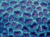 Fluorescing Hard Coral, Komodo National Park, Indian Ocean