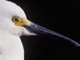 Snowy Egret Head (Egretta Thula), Florida, USA