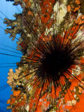 Buy Long-Spined Sea Urchin (Diadema Paucispinum) Among Encrusting Red Sponges, Hawaii, USA at AllPosters.com