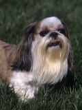 Shih Tzu Variety of a Toy Domestic Dog