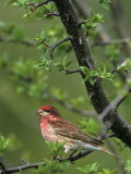 Male Purple Finch, Carpodactus Purpureus, Northeastern USA