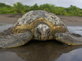 Green Sea Turtle. Chelonia Mydas. Tortuguero, Costa Rica
