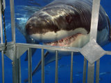 Great White Shark Attacking a Shark Cage (Carcharodon Carcharias), Guadalupe Island, Mexico
