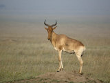 Coke's Hartebeest Atop a Termite Mound, Alcelaphus Buselaphus, East Africa