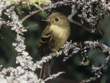 Acadian Flycatcher (Empidonax Virescens), North America