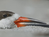 Black Skimmer Head Resting on Sand, Rhynchops Niger, Close-Up of Eye and Bill, Southern USA