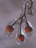 Buy Ice-Covered Rose Hips at AllPosters.com