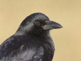 American Crow Head, Bosque Del Apache National Wildlife Refuge, New Mexico, USA