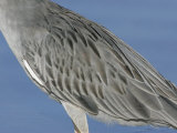 Yellow-Crowned Night Heron Body Feather Details, Nyctanassa Violacea, Southern USA