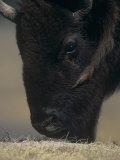 Close-Up of a American Bison Grazing, Bison Bison, North America