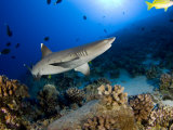 Whitetip Reef Shark (Triaenodon Obesus), Hawaii, USA