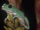 White's Treefrog, Litorea Caerulea, Australia