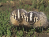 Two American Badger Babies, Taxidea Taxus, Montana, USA