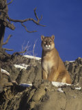 Male Mountain Lion, Cougar, or Puma (Felis Concolor), Western North America