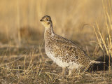 Sharp-Tailed Grouse (Tympanuchus Phasianellus) on the Nebraska Tallgrass Prairie, USA