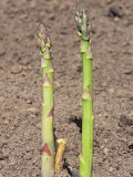 Buy Young Asparagus Plants Emerging from the Soil (Asparagus Officinalis), Mary Washington Variety at AllPosters.com